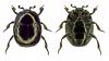 Saprinus subnitescens